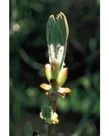 ARTESANIA AGRCOLA ELIXIR FLORAL ECOLÓGICO BROTE DE CASTAÑO 7 ARTESANÍA AGRÍCOLA