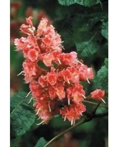 ARTESANIA AGRCOLA ELIXIR FLORAL ECOLÓGICO CASTAÑO ROJO ARTESANÍA AGRÍCOLA